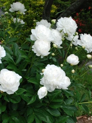 Уайт Сара Бернар