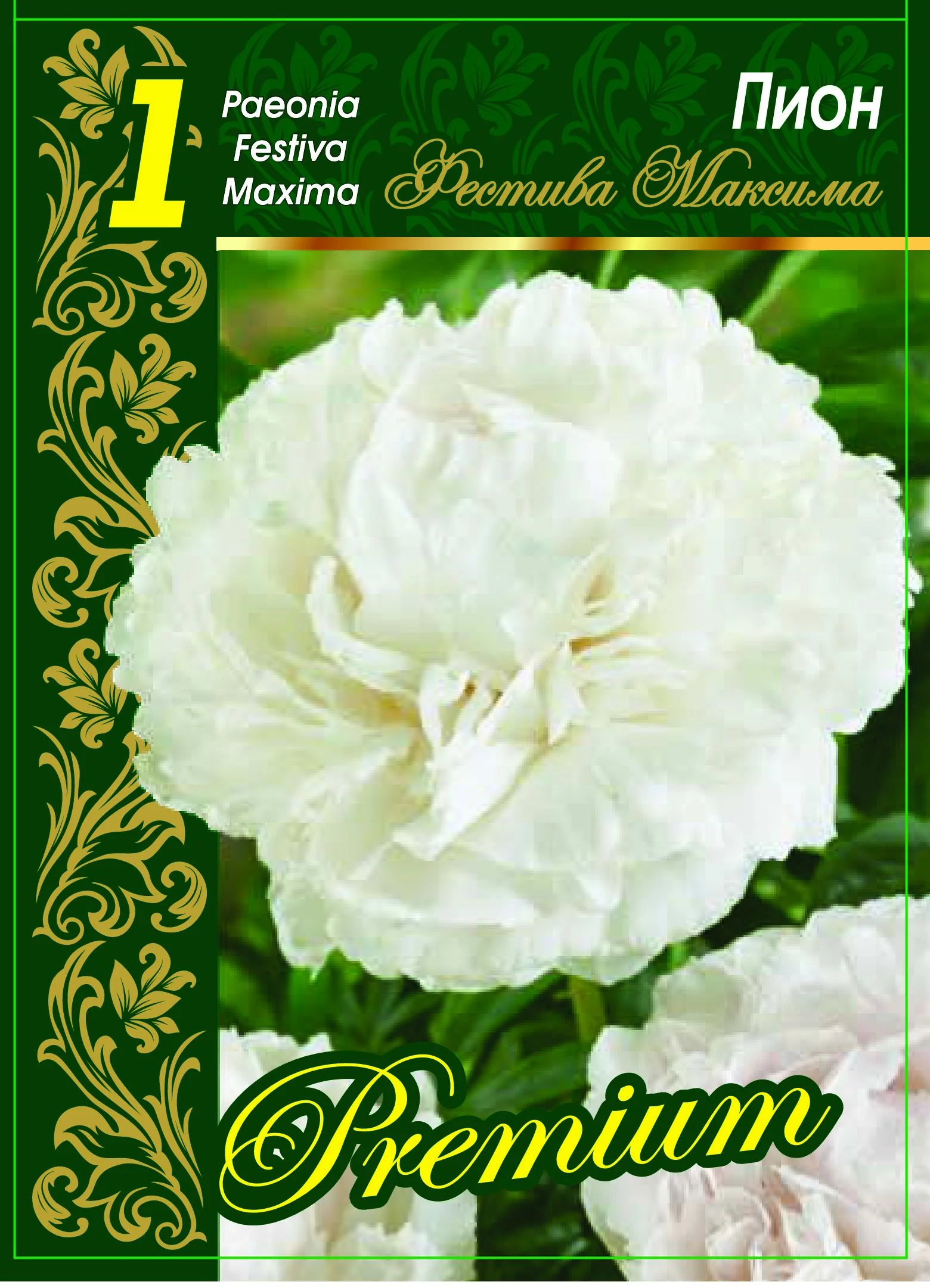 Фестива Максима