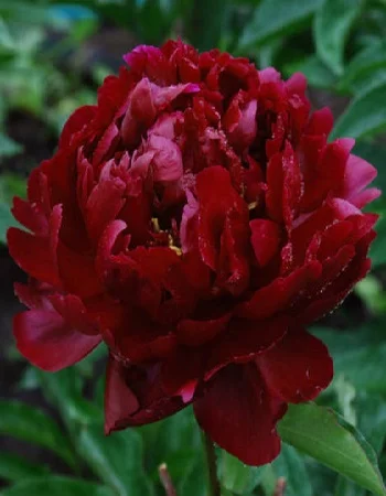 Франсуа Ортего