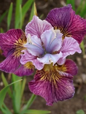 Пейнтед Вумен