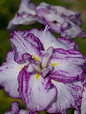 Арлекинеск