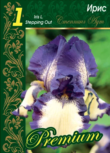 Степпинг Аут