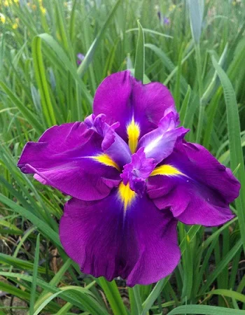 Эйлинс Дрим