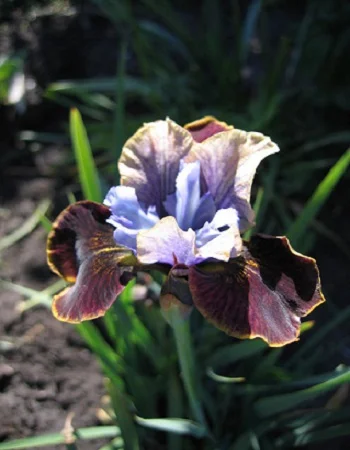 Блэк Джокер