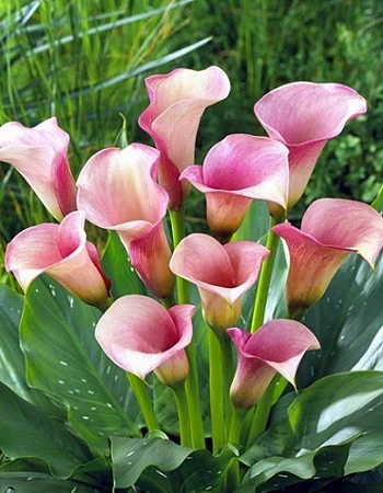 Кристал Блаш