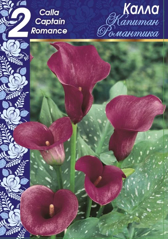 Капитан Романтика