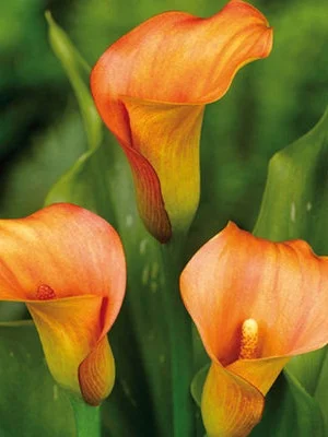 Оранж Каунти