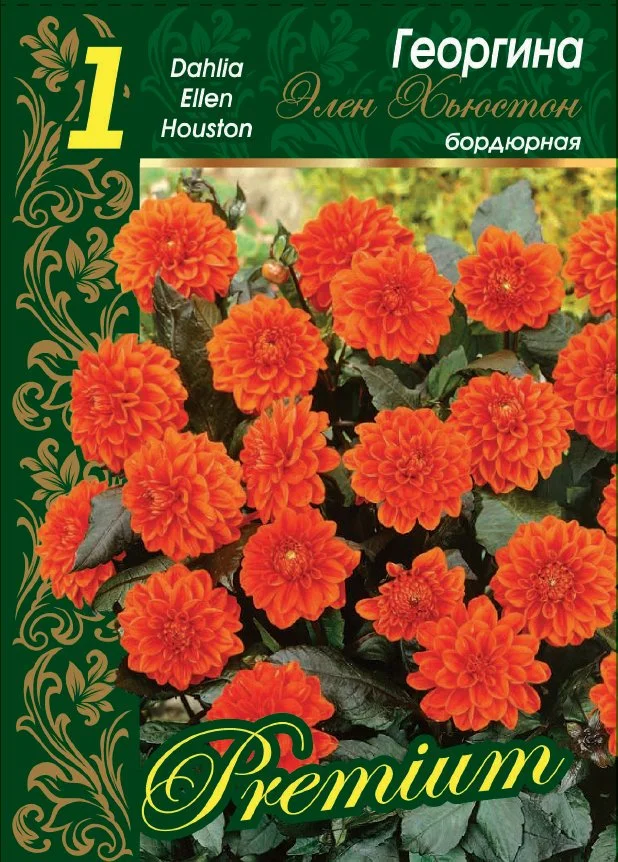 Эллен Хьюстон