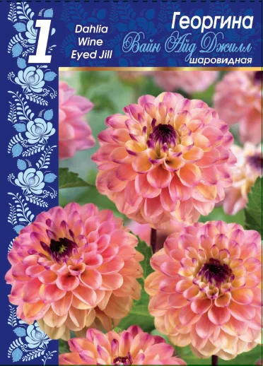 Вайн Айд Джилл