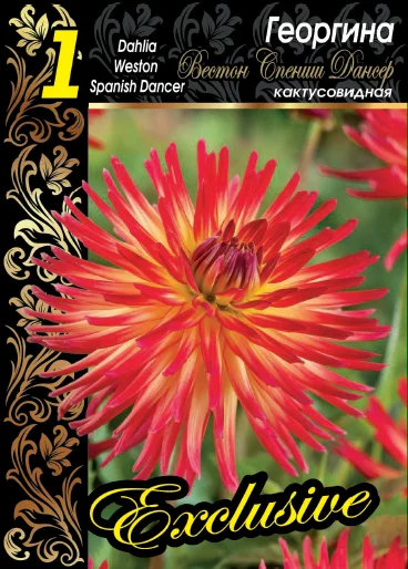 Вестон Спениш Дансер