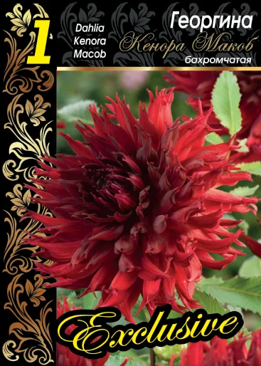 Кенора Макоб