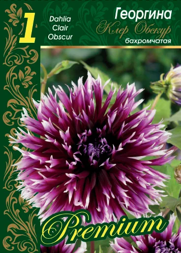 Клер Обскур