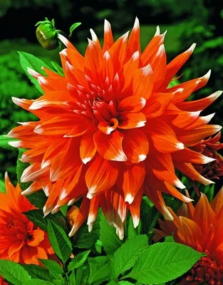 Колор Спектакль