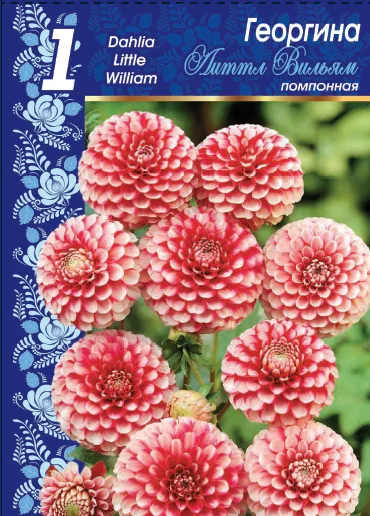 Литтл Вильям