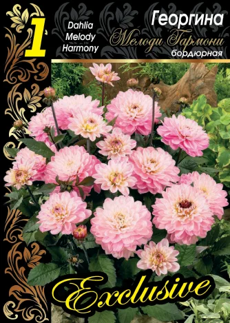 Мелоди Гармони