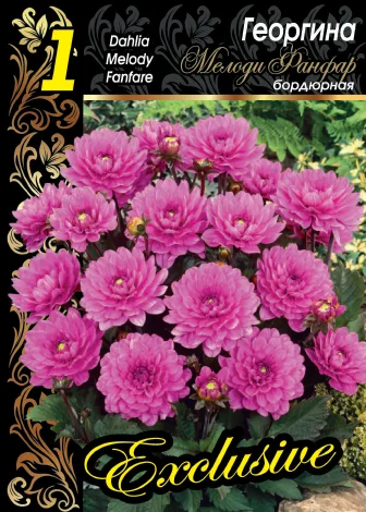 Мелоди Фанфар