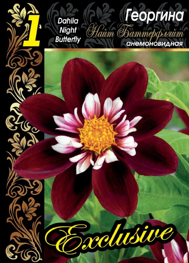 Найт Баттерфляй