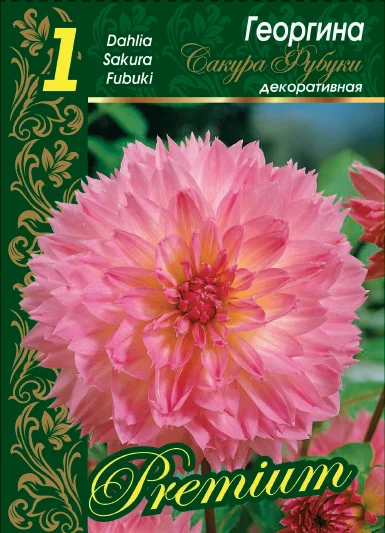 Сакура Фубуки