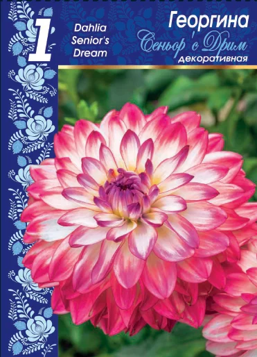 Синьорс Дрим