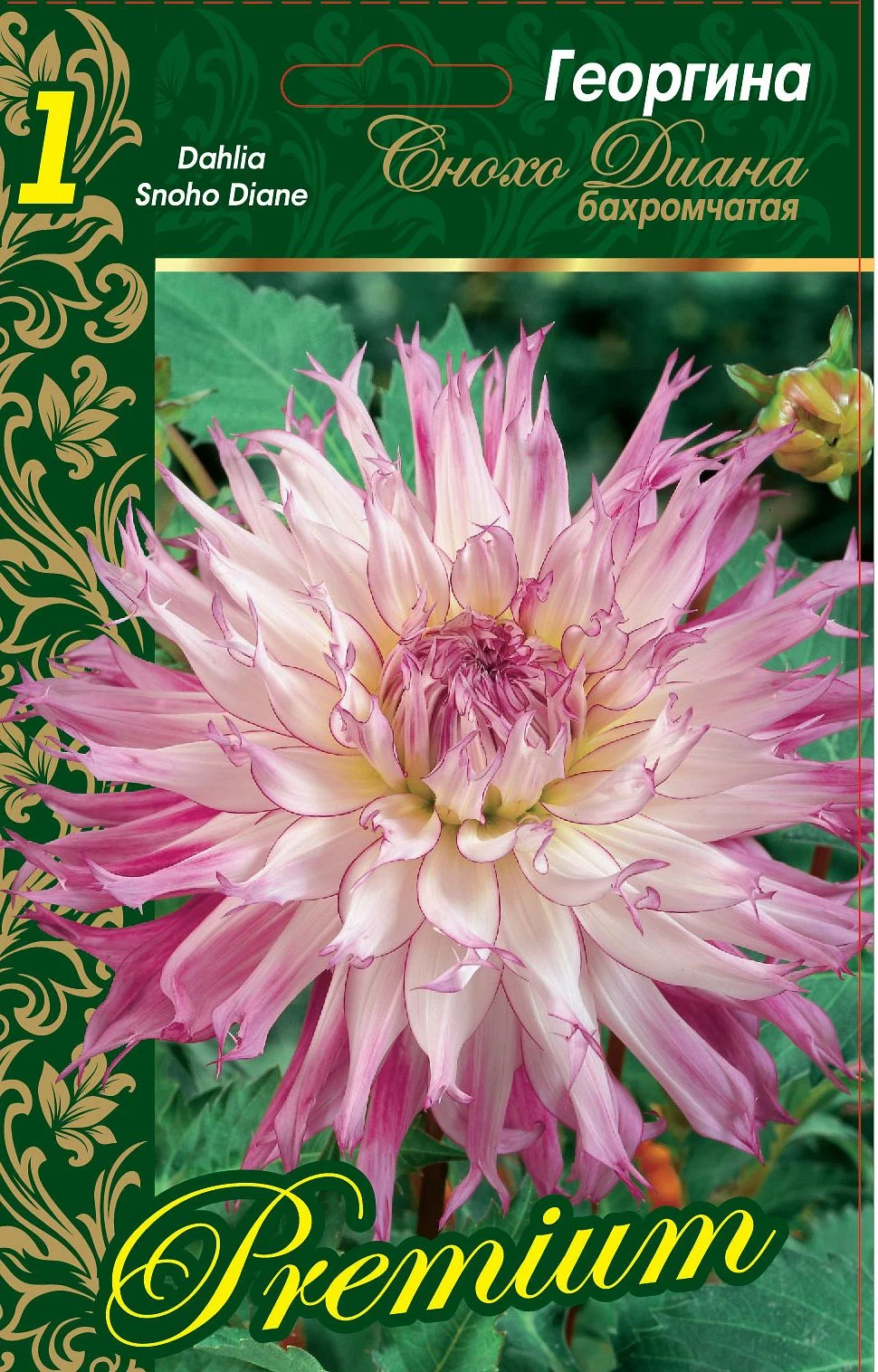 Снохо Диана