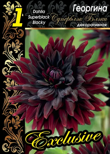 Суперблэк Блэки