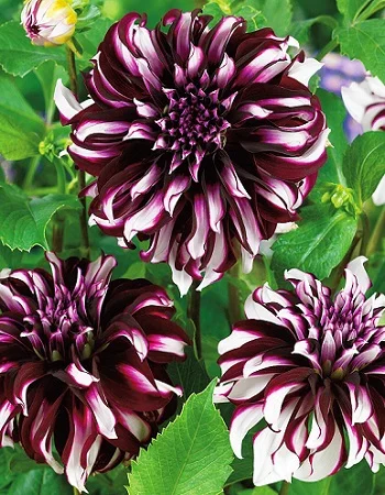 Шотландка XXL