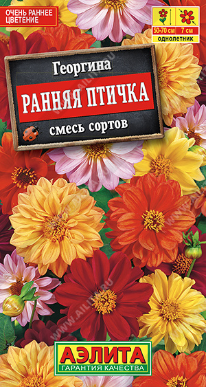 Ранняя птичка