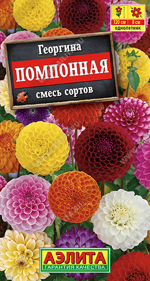 помпонная