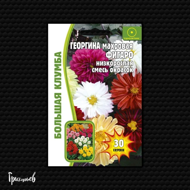 Фигаро смесь низкорослая