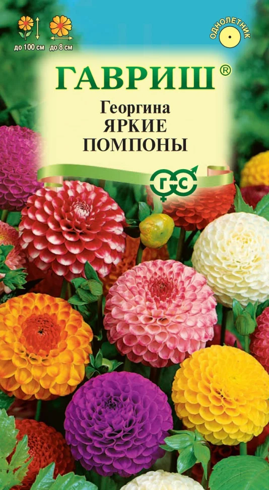 Яркие помпоны