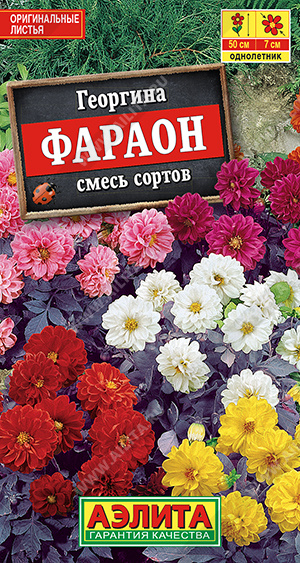 Фараон (смесь окрасок)