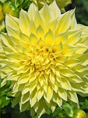 Кельвин Флудлайт