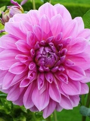 Лавендер Раффлз