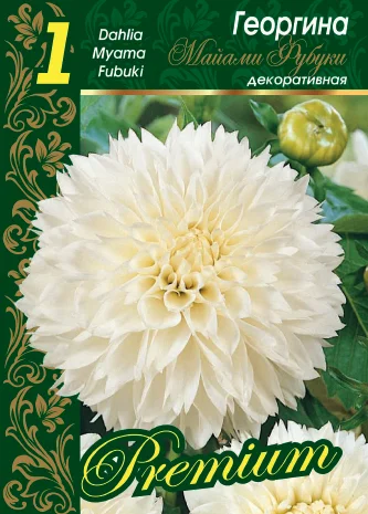 Майами Фубуки