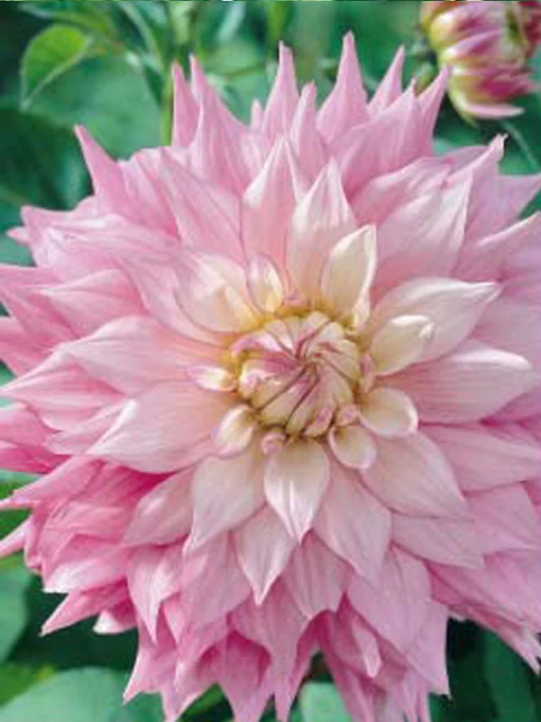 Сэр Альф Рамсей