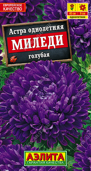 Миледи голубая