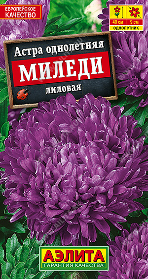 Миледи лиловая