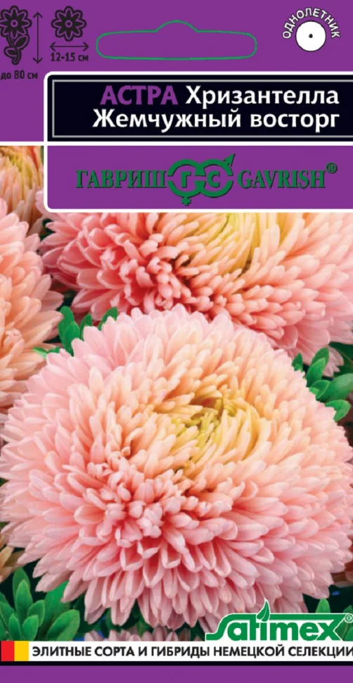 Хризантелла Жемчужный восторг