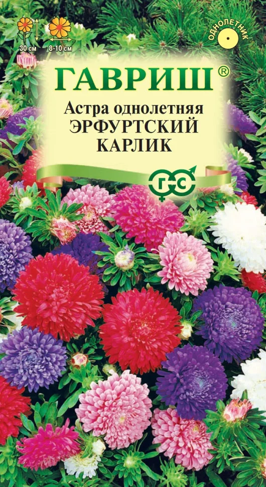 Эрфуртский карлик (смесь окрасок)