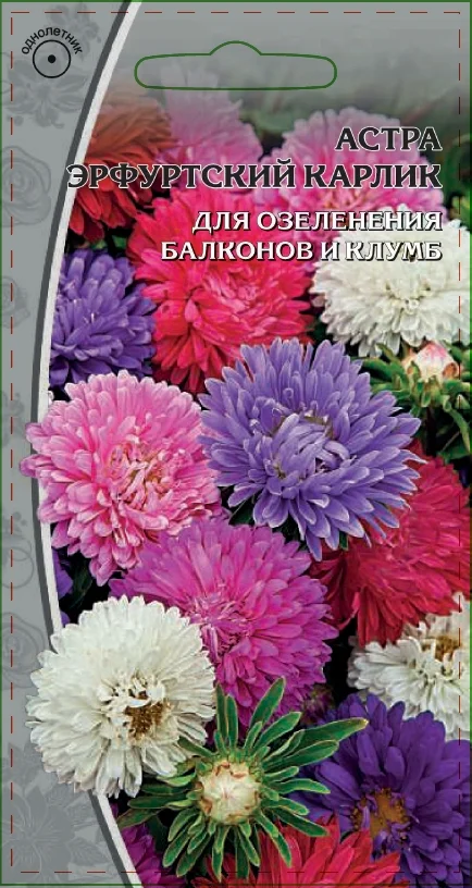 Миниатюра изображения сорта Эрфуртский карлик (смесь окрасок)