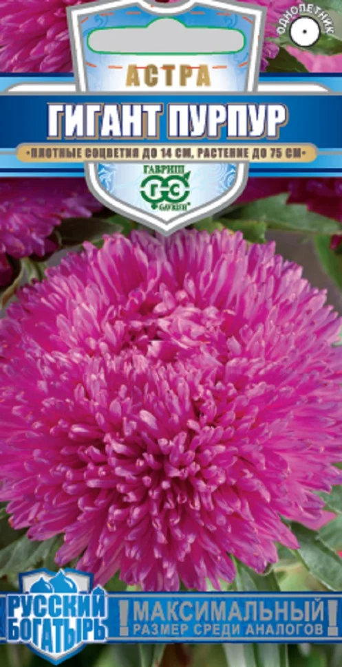 Гигант пурпур