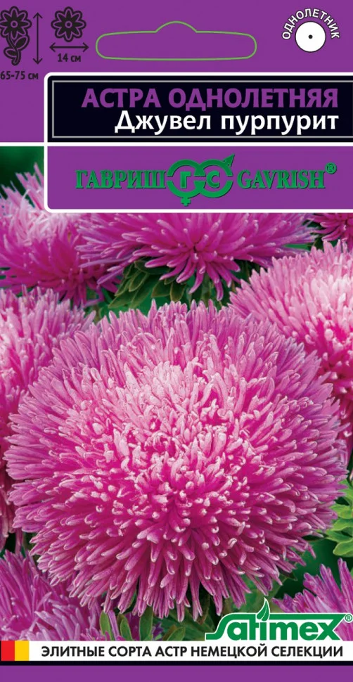 Джувел Пурпурит 