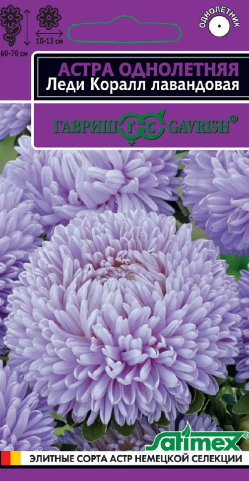 Леди Коралл лавандовая