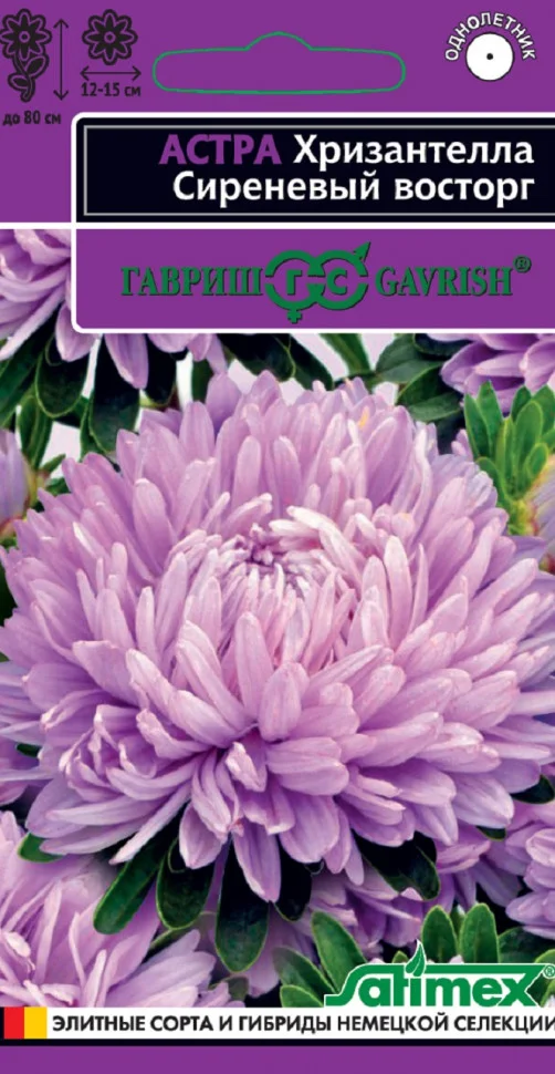 Хризантелла Сиреневый восторг