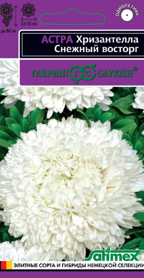 Хризантелла Снежный восторг