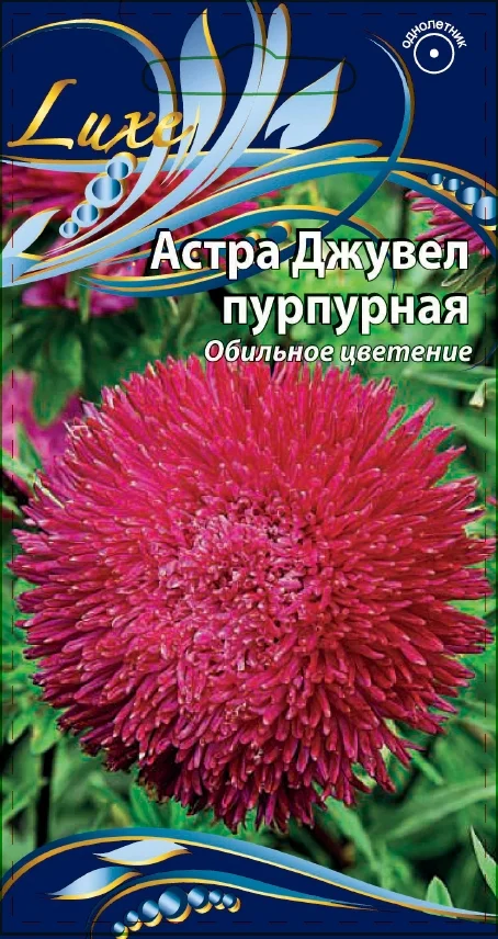 Джувел пурпурная 