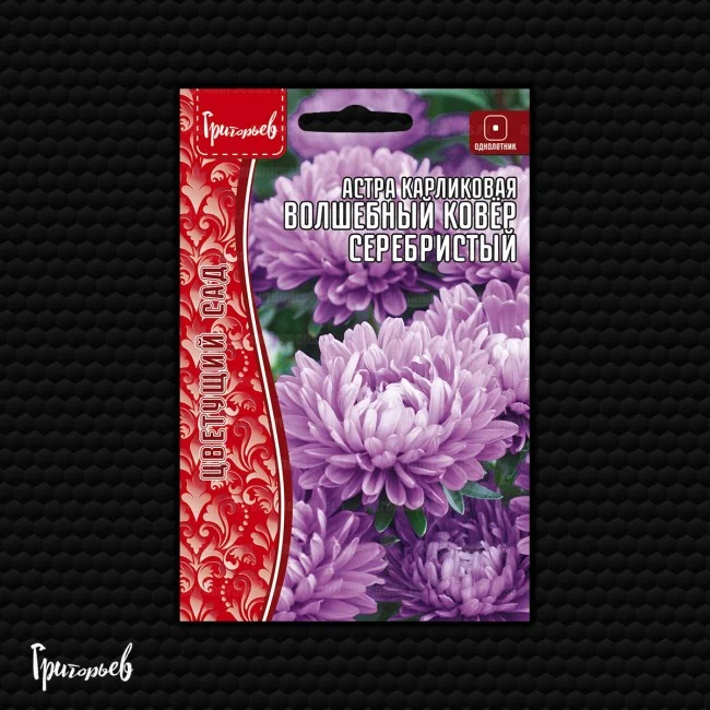 Волшебный Ковёр Серебристый карликовая