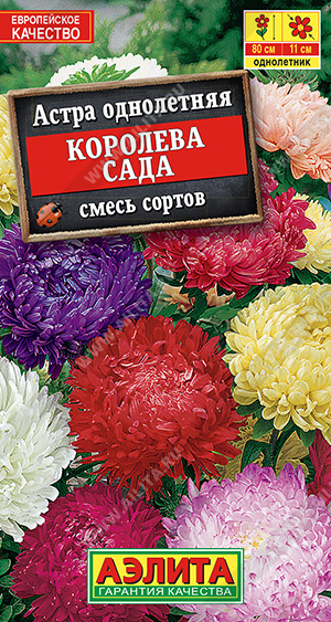 Королева сада (смесь окрасок)