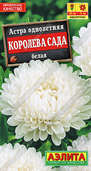 Королева сада белая