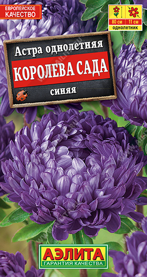 Королева сада синяя